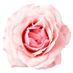 PNG pink rose, flower sticker