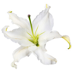 PNG white lily, flower sticker