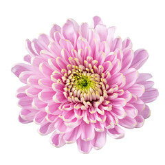Pink chrysanthemum png flower sticker