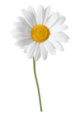 PNG white daisy flower sticker