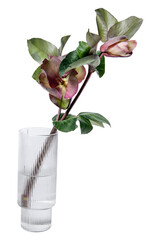 Flower in vase png, isolated object, collage element design