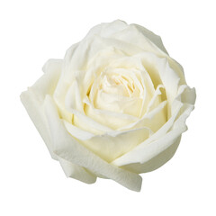 PNG white rose, flower sticker