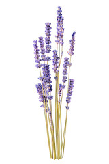 PNG purple lavender flower sticker