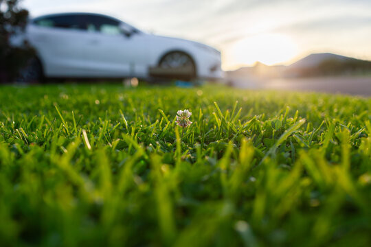 Small clover flower alone on lawn grass at sunset