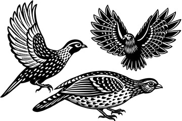 quail-roadrunner-grouse-flying-in-the-sky vector illusrtation