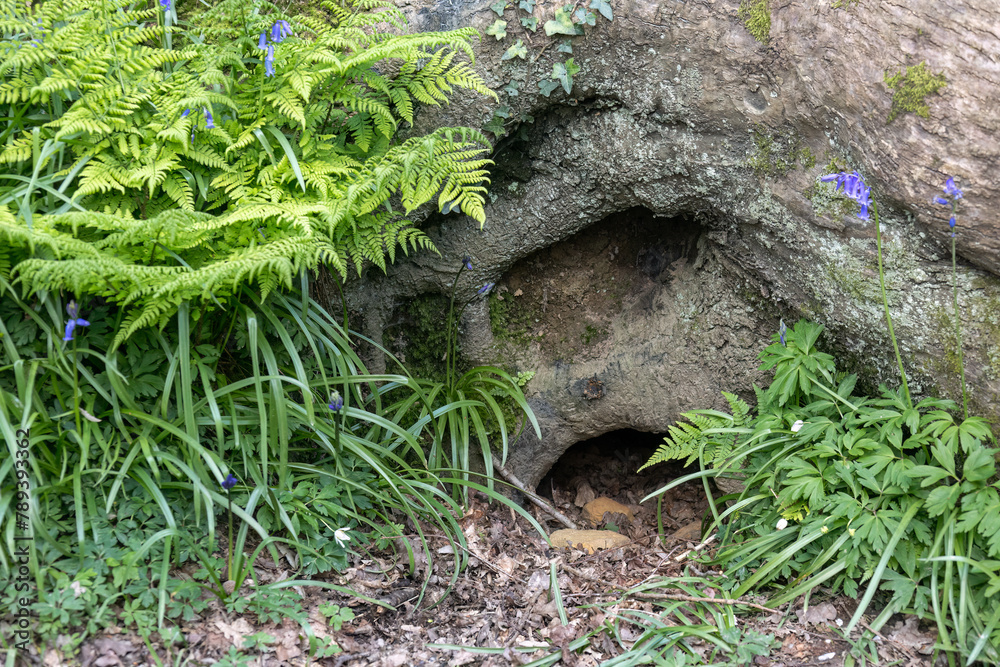 Wall mural entrance to a badger sett in a wood in east sussex