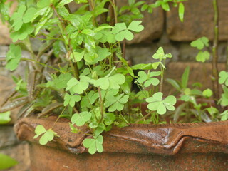 clover plant in Terracotta Plant Pot