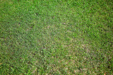 Spring green grass texture background - 789394151