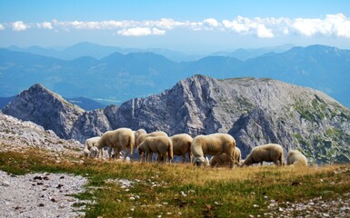 sheep on the hillsides of the Julian Alps, Triglav, Slovenia 
