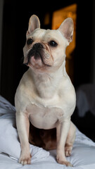 White French Bulldog sitting on bed