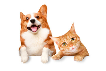Png cat and dog sticker, pet image on transparent background