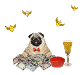 Dog pug near money and champagne 2 - 789397705