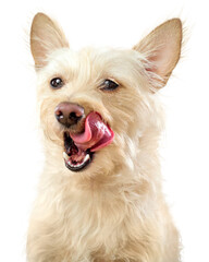 PNG dog, white terrier pet in transparent background