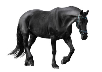 Black horse png clipart, pet, transparent background