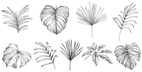 Leaves isolated on white collection. Tropical leaves set. Hand drawn illustrations set. - obrazy, fototapety, plakaty