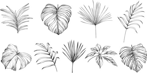 Leaves isolated on white collection. Tropical leaves set. Hand drawn illustrations set.