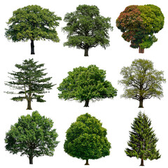 Tree png, nature sticker set