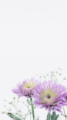 紫色の菊の花　キク　葬儀　葬式　喪中　ハガキ　仏事