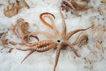 frozen fresh octopus in the ice