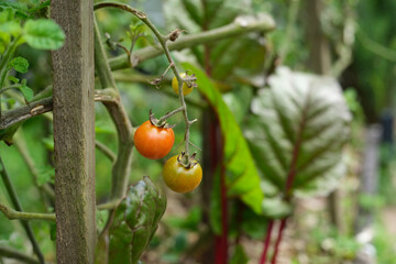 Cherry tomatoes growing in garden patch