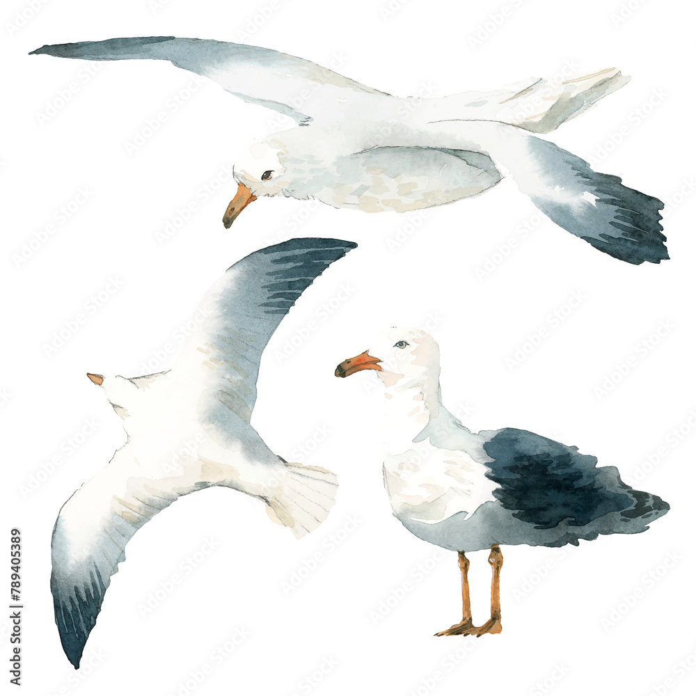 Wall mural Watercolor painted seagull transparent png