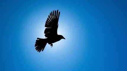 Obraz premium Silhouette of a bird's shadow soaring across a bright blue sky, symbolizing freedom and the ethereal beauty of flight in the natural world.