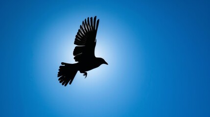 Silhouette of a bird's shadow soaring across a bright blue sky, symbolizing freedom and the ethereal beauty of flight in the natural world.