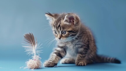 Tabby white kitten is playing a toy made of chicken feathers on a gray background. Scottish fold...