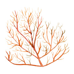 Watercolor painted underwater plant transparent png
