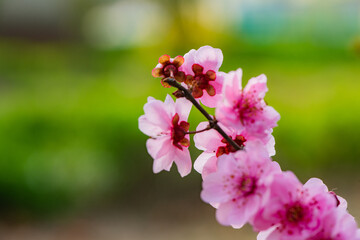 In spring, colorful flowers compete to bloom