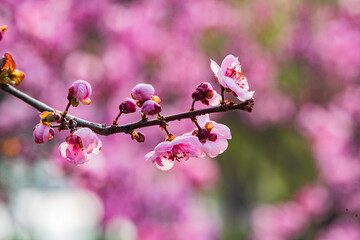 In spring, colorful flowers compete to bloom
