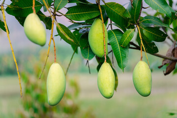 Discover the vibrant essence of summer with ripe mangoes hanging on trees in a Southeast Asian orchard, ready for harvest - obrazy, fototapety, plakaty