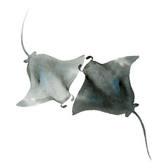 Watercolor painted manta rays transparent png