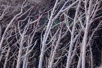 tomboli nature reserve of cecina maritime pine on the sea of marina di cecina