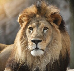 portrait of a lion © Zulqarnain