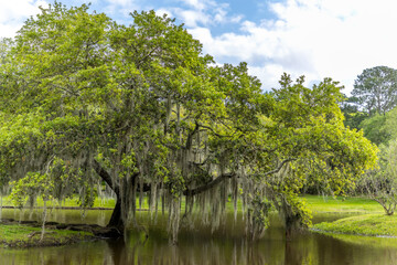 Old single life oak trees with hanging spanish moss reflecting in a pond, southern living - 789411901