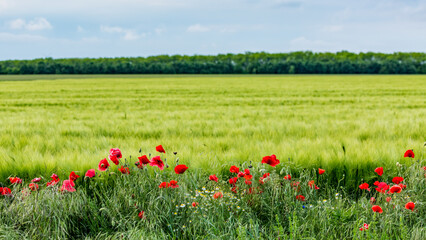 Northeastern Bulgaria, poppy field in the green wheat field