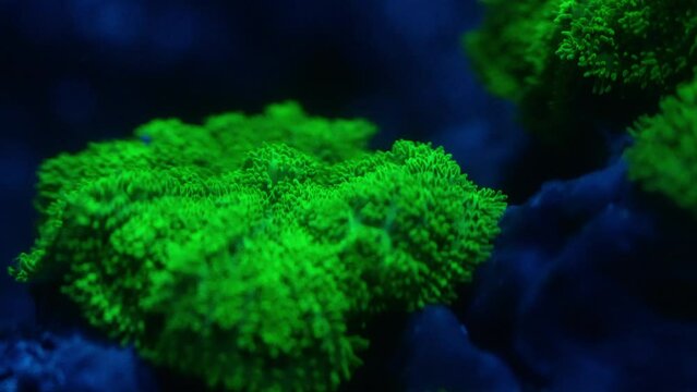 Green carpet coral inside coral reef aquarium