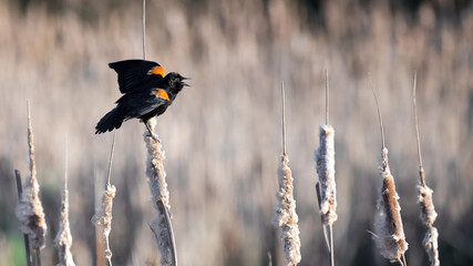 Close-up side view of a single male red-winged blackbird perched on top of a seeding cattail plant...
