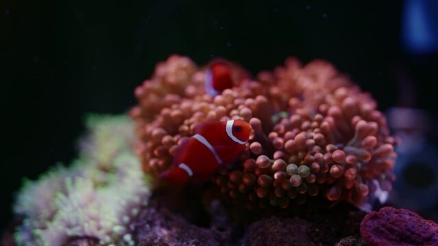 Clown Fish subfamily Amphiprioninae in the family Pomacentridae making home on maroon anemone