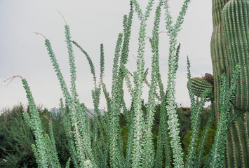 Occotillo cactus and a dove nesting in a Saguaro cactus, Tucson, Arizona