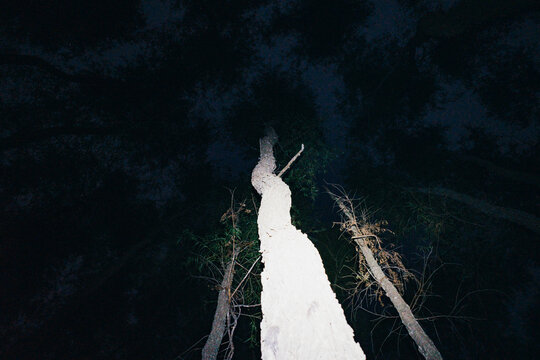 Abstract view looking up into willow trees at night on an island along the Mississippi River near Helena, Mississippi