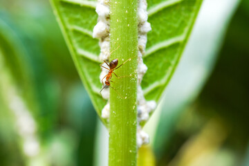 Red Ant and Mealy Bugs on unhealthy frangipani leaves due to pests or diseases are caused by...