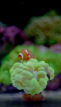 Clown Fish subfamily Amphiprioninae in the family Pomacentridae making home on bubble green coral