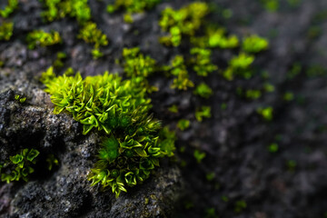 Close up photo of moss grow on the rough rock surface. Concept for international forest day, go green, earth day, ecology.