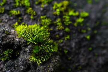 Close up photo of moss grow on the rough rock surface. Concept for international forest day, go green, earth day, ecology. - Powered by Adobe