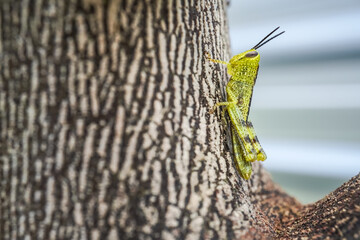 Macro photography of young green Javanese Bird Grasshopper nymphs (Valanga nigricornis) perched on...