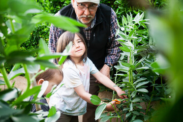 Children picking beans beans with their grandfather in the garden.