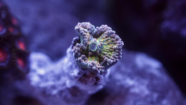 Yuma Coral Timelapse opening coral reef in aquarium