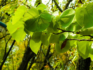 Close up of branch with green leaves. Balkan nature.